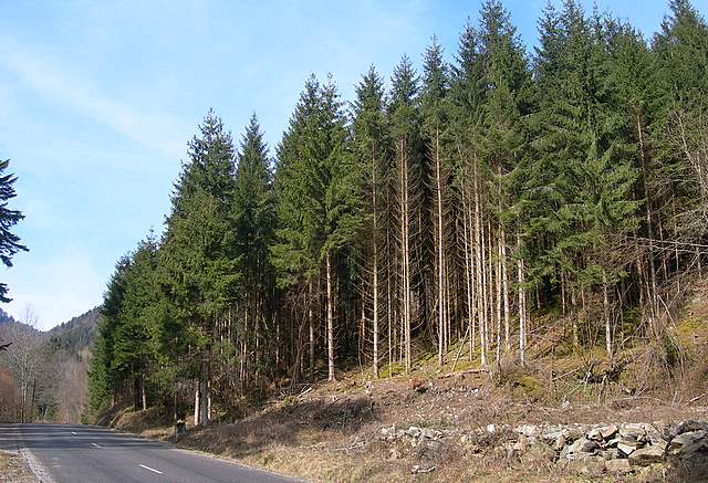 Il Risveglio dei Funghi